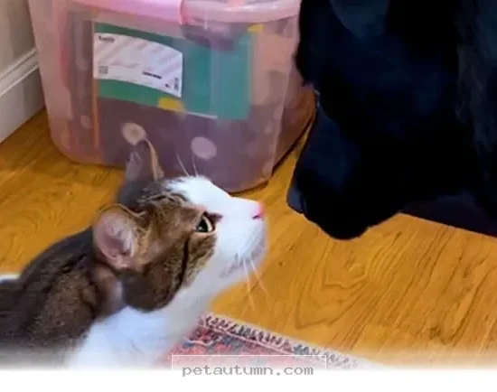 How 2 Furry Friends Became Best Buddies in Our Home During 2026