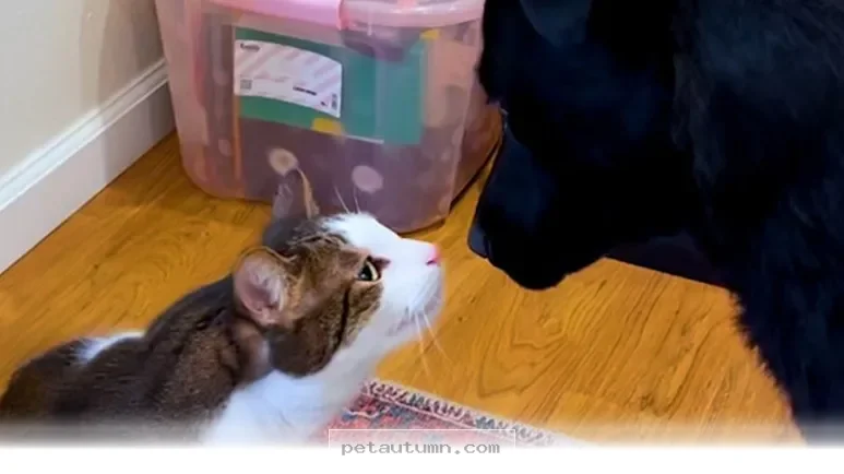 How 2 Furry Friends Became Best Buddies in Our Home During 2026