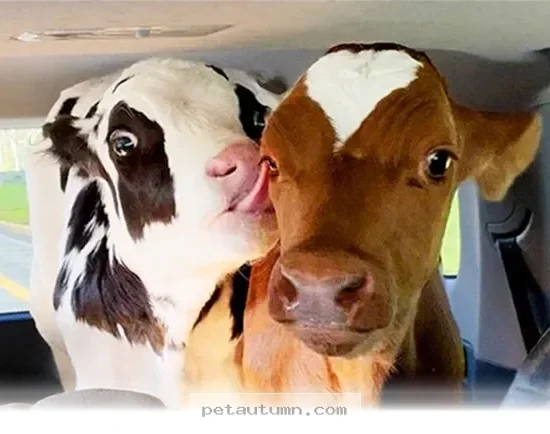 How 2 Rescue Dogs Became Best Friends During Their 2026 Road Trip