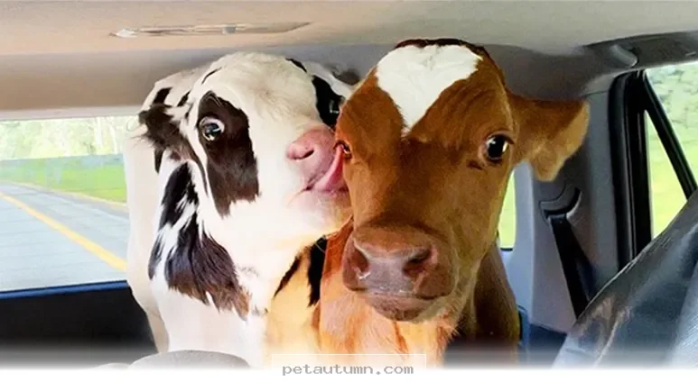 How 2 Rescue Dogs Became Best Friends During Their 2026 Road Trip