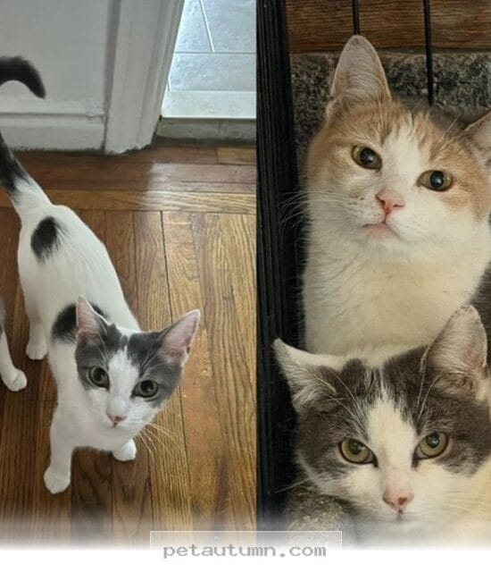 How 2 Rescued Kitties Found Their Perfect Forever Home During 2026