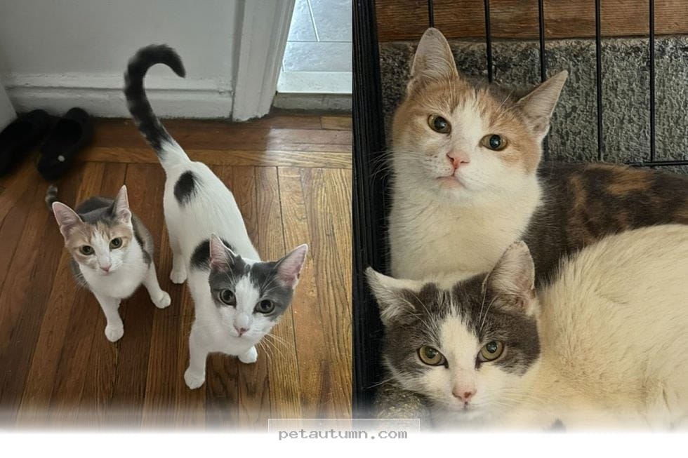 How 2 Rescued Kitties Found Their Perfect Forever Home During 2026