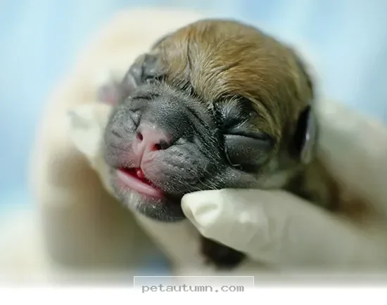 How 2026 Pet Birth Months May Affect Your Best Friend’s Long-Term Health
