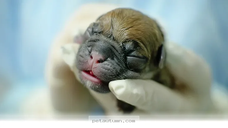 How 2026 Pet Birth Months May Affect Your Best Friend’s Long-Term Health