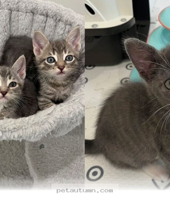 How 3 Rescued Kittens Found Their Way Home During Our 2026 Journey