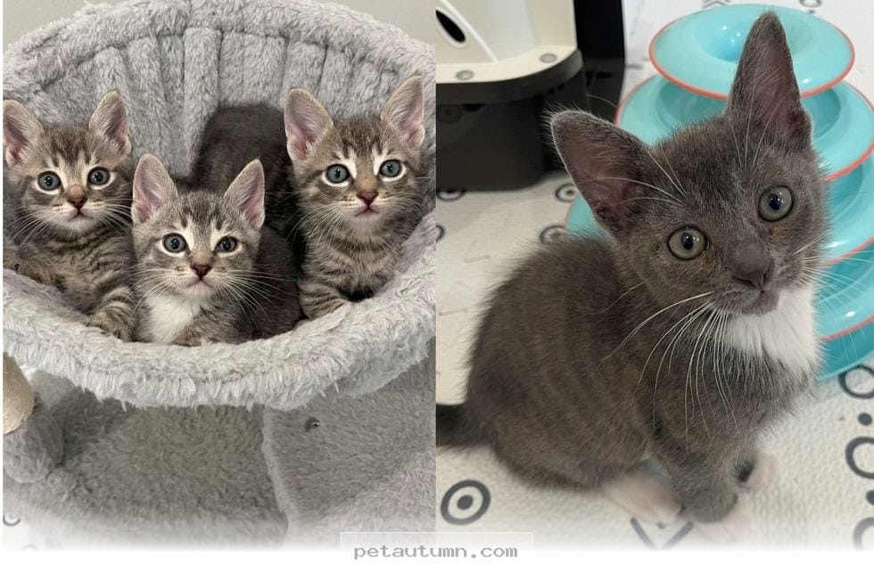 How 3 Rescued Kittens Found Their Way Home During Our 2026 Journey