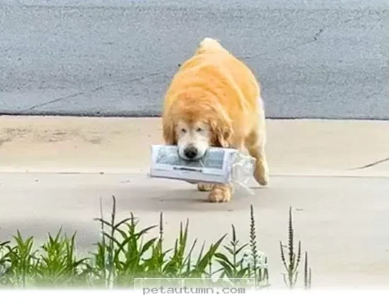 How 5 Dedicated Pets Stayed Happy In Their Favorite Roles For 2026
