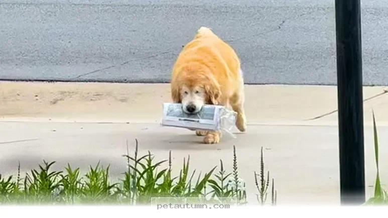 How 5 Dedicated Pets Stayed Happy In Their Favorite Roles For 2026