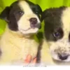 How 5 Dedicated Rescuers Saved a Mama Dog and Her Pups in 2026