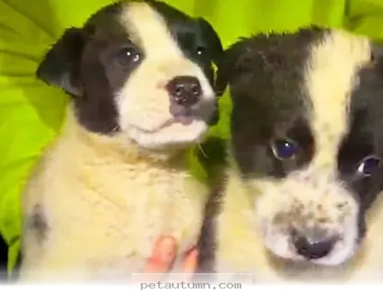 How 5 Dedicated Rescuers Saved a Mama Dog and Her Pups in 2026
