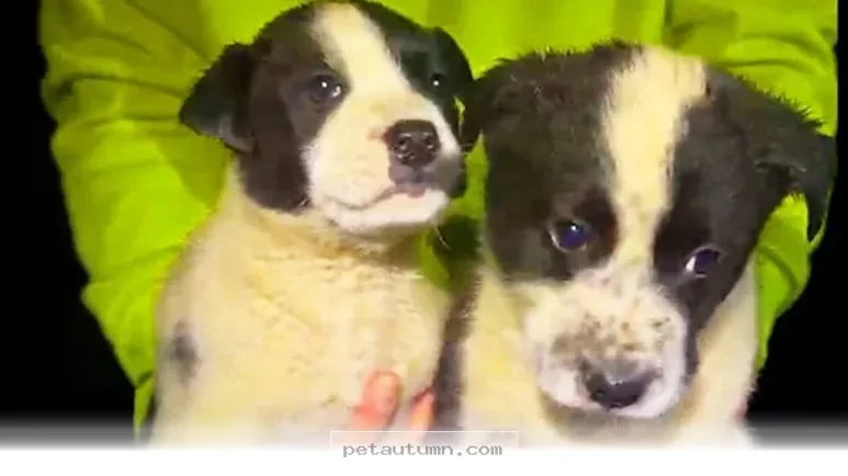 How 5 Dedicated Rescuers Saved a Mama Dog and Her Pups in 2026