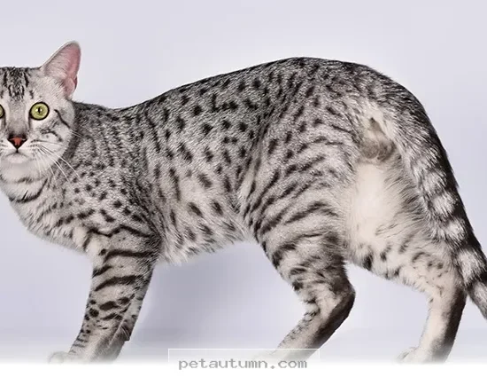 How 5 Energetic Cat Breeds Stay Active and Playful Throughout 2026