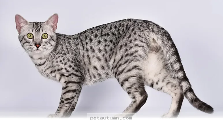 How 5 Energetic Cat Breeds Stay Active and Playful Throughout 2026
