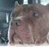 How 5 Helpful Tips Can Make Your Rescued Pet Feel At Home In 2026