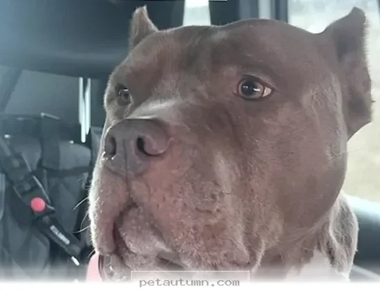 How 5 Helpful Tips Can Make Your Rescued Pet Feel At Home In 2026