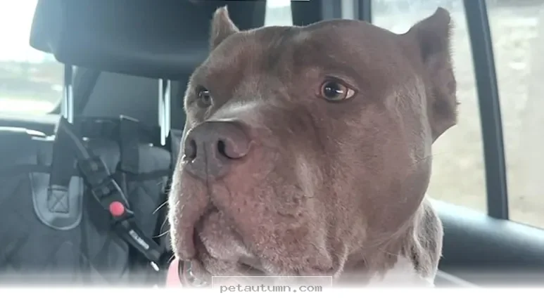 How 5 Helpful Tips Can Make Your Rescued Pet Feel At Home In 2026