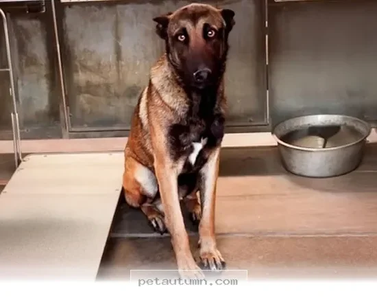 How 5 Shelter Pets Found Their Forever Families in 2026 and Beyond
