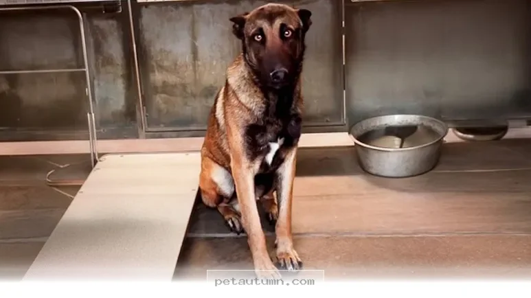 How 5 Shelter Pets Found Their Forever Families in 2026 and Beyond