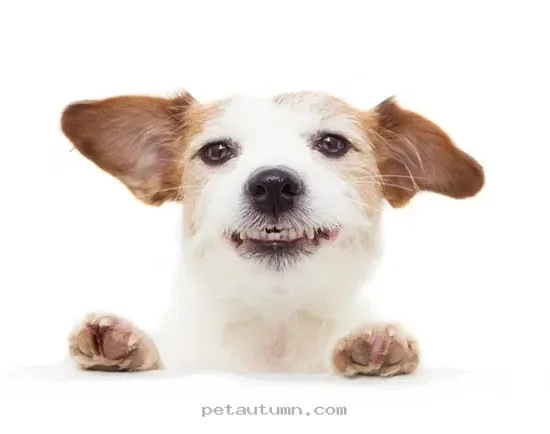 How 5 Simple Training Tips Help Your Pet Thrive Throughout 2026