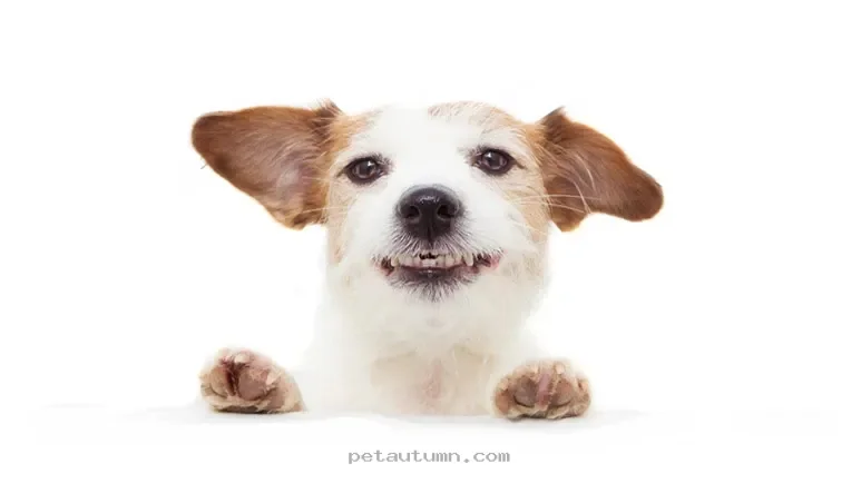 How 5 Simple Training Tips Help Your Pet Thrive Throughout 2026