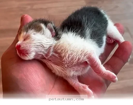 How 5 Simple Travel Tips Help You Save Precious Pets Throughout 2026