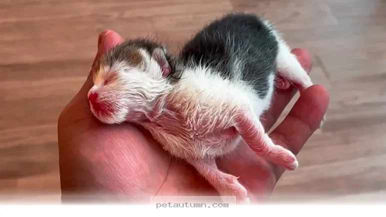 How 5 Simple Travel Tips Help You Save Precious Pets Throughout 2026