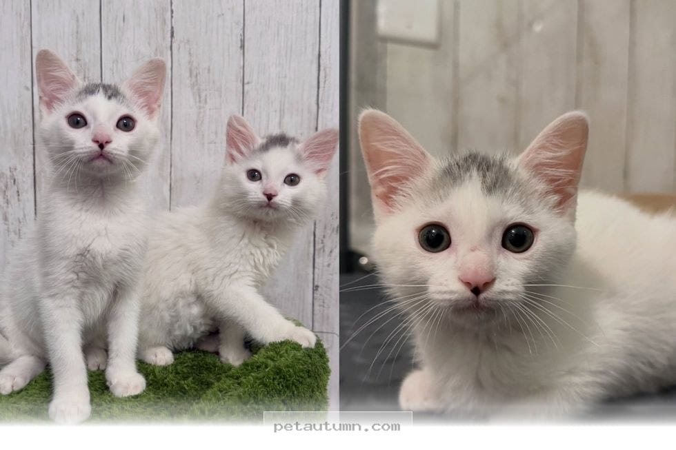 How a 25 Percent Weight Loss Was Found in a Fluffy Kitten in 2026