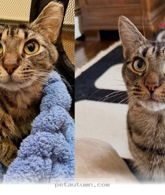 How My Cat Overcame Feeding Issues to Thrive Happily in 2026