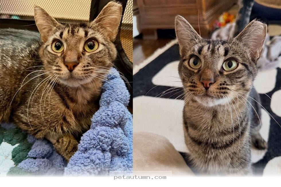 How My Cat Overcame Feeding Issues to Thrive Happily in 2026