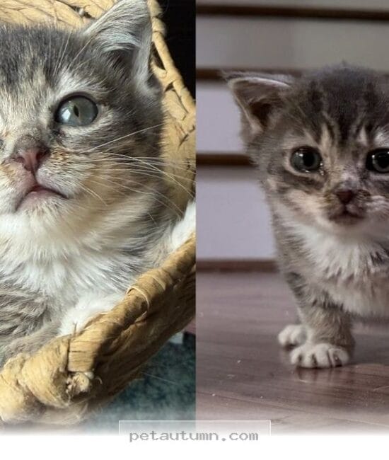 How This Brave 2026 Kitten Overcomes Rare Challenges With Pure Joy