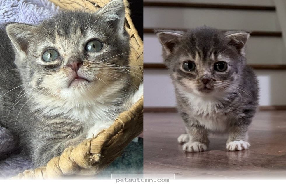 How This Brave 2026 Kitten Overcomes Rare Challenges With Pure Joy