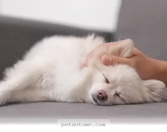 How to Help Your Dog Get the Best Rest Possible in 2026