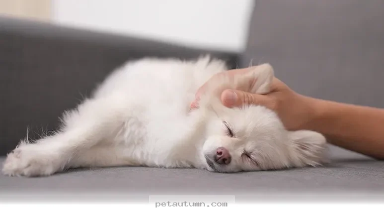 How to Help Your Dog Get the Best Rest Possible in 2026