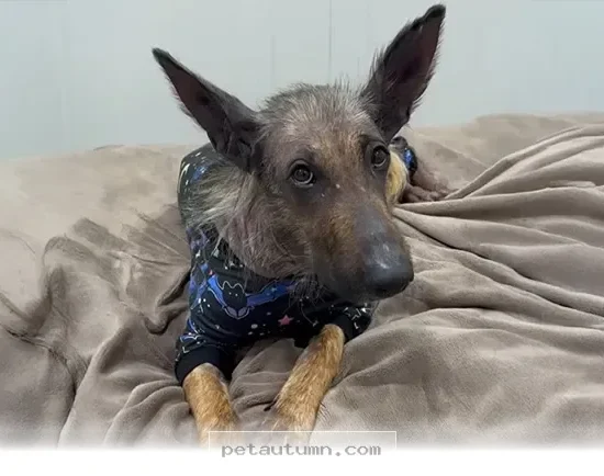 How to Help Your Pet Recover and Thrive With 5 Tips for 2026