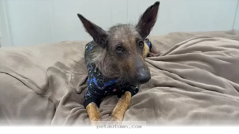 How to Help Your Pet Recover and Thrive With 5 Tips for 2026