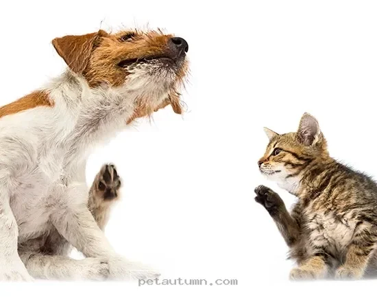 How to Help Your Pet Stop Constant Itching in 2026 With 5 Simple Tips