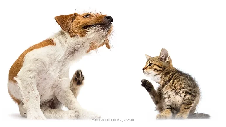 How to Help Your Pet Stop Constant Itching in 2026 With 5 Simple Tips