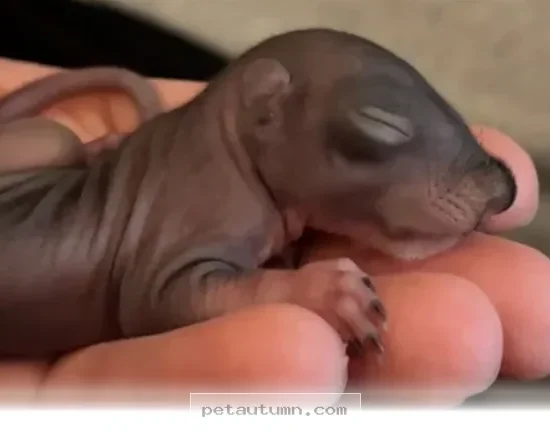 How to Successfully Raise 5 Orphaned Baby Squirrels at Home in 2026
