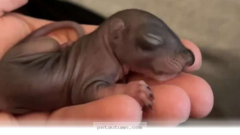 How to Successfully Raise 5 Orphaned Baby Squirrels at Home in 2026
