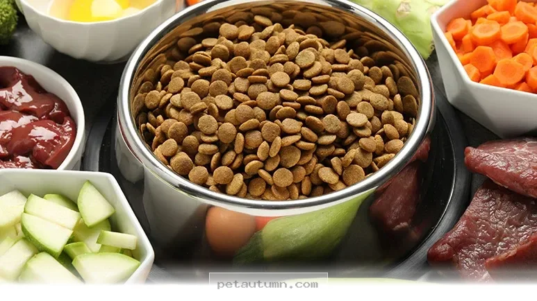 How to Support Your Pet With Cancer Through 10 Healthy 2026 Meal Tips