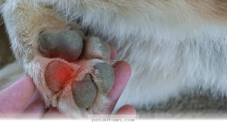 How to Treat 5 Common Pet Burn Injuries Safely at Home in 2026