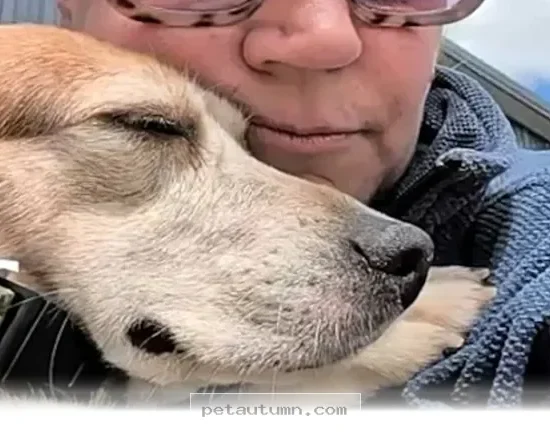 How to Welcome Your New 2026 Rescue Dog Into Your Happy Home Life