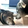 How Your 1 Senior Dog Stays Happy and Safe With a Helpful Buddy 2026