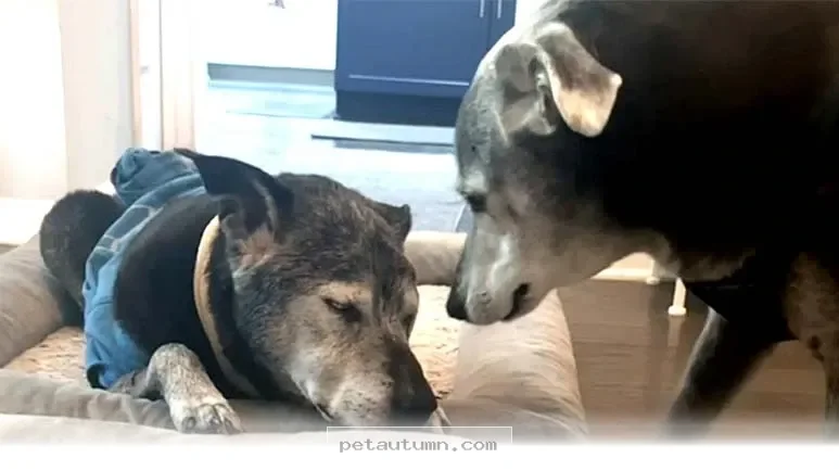 How Your 1 Senior Dog Stays Happy and Safe With a Helpful Buddy 2026