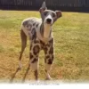 Inspiring Ways Your Blind Dog Can Thrive Throughout 2026