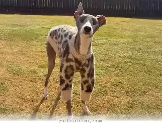 Inspiring Ways Your Blind Dog Can Thrive Throughout 2026