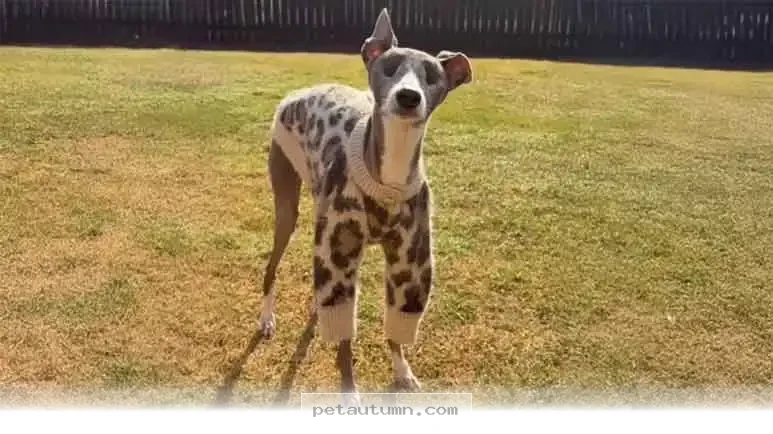 Inspiring Ways Your Blind Dog Can Thrive Throughout 2026