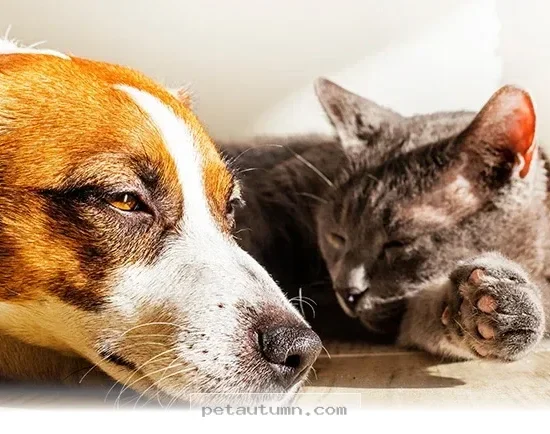 Keep Your Pet Calm During the 5 Tips for a Stress-Free Summer 2026