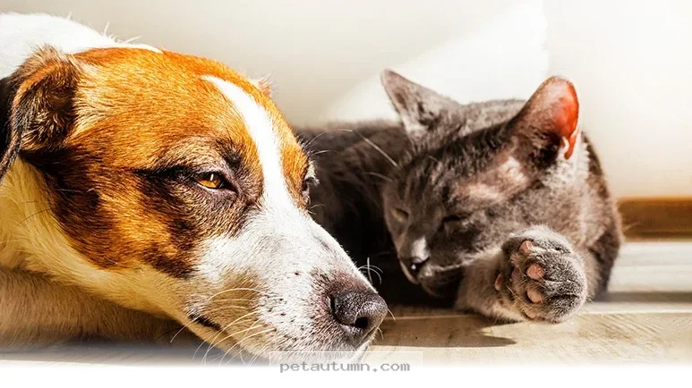 Keep Your Pet Calm During the 5 Tips for a Stress-Free Summer 2026