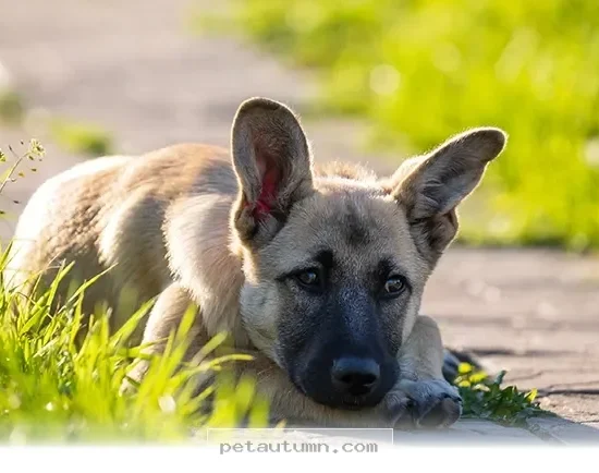 Keep Your Pets Safe With These 5 Essential Tips for 2026 Holidays